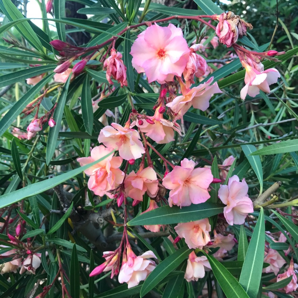 Meet your Posher, Joanne